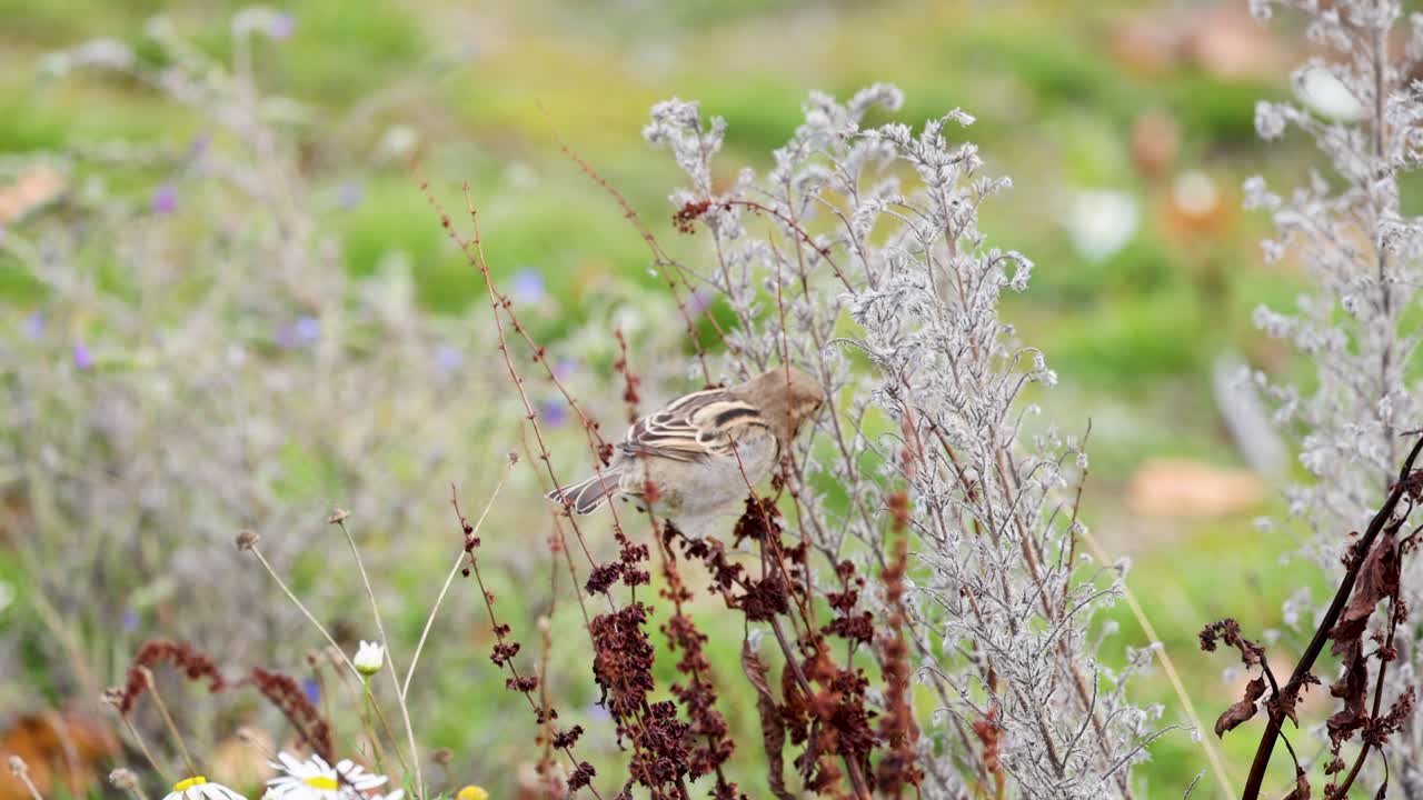 A house sparrow perches among wild plants at Lake Tekapo, captured in natural lighting with a serene atmosphere