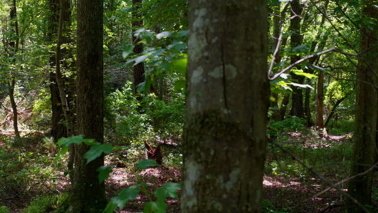 toma panorámica de árboles en el bosque con lapso de tiempo