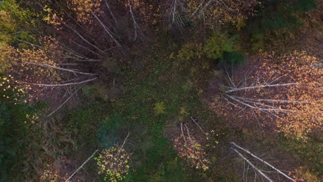 aerial drone shot of beautiful green and yellow coloured trees in natural forest