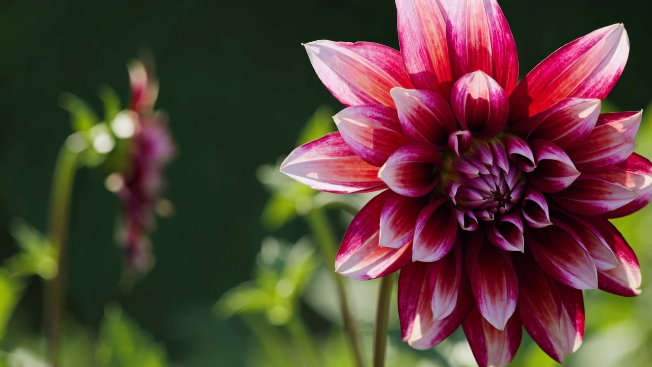 Primo piano di un fiore di dalia rosso e bianco vibrante