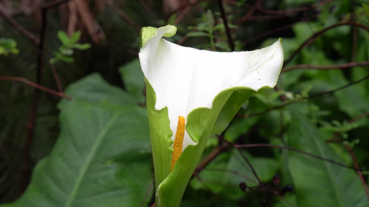 vaso de leche blanca en el jardín de verano