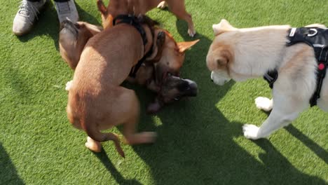 three dogs wrestle and jump around to relieve stress while playing energetically on some bright green turf grass in a public dog park on a hot summer day