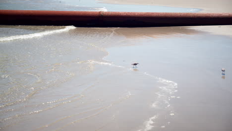 Birds-Play-Near-Rusted-Orange-Pipe-on-Beach-as-Waves-Roll-in