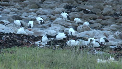 Una-Colonia-De-Ibis-Sagrados-Forrajeando-Entre-Las-Rocas-A-La-Orilla-Del-Mar