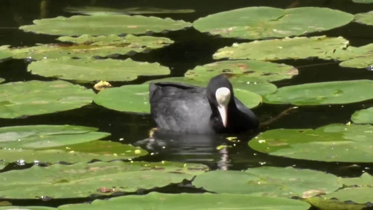 coot, fulica atra, alimentándose entre las almohadillas de lirio