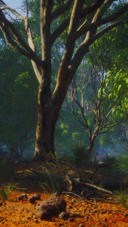 bosque de eucaliptos iluminado por el sol