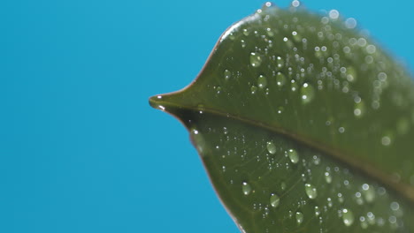 vertical of drops of water drip from the green leaves down on the blue background