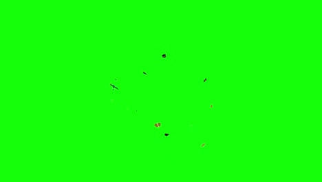 moth and bug overlay on greenscreen, perfect for compositing into a night time scene around a light source like a candle or lamp