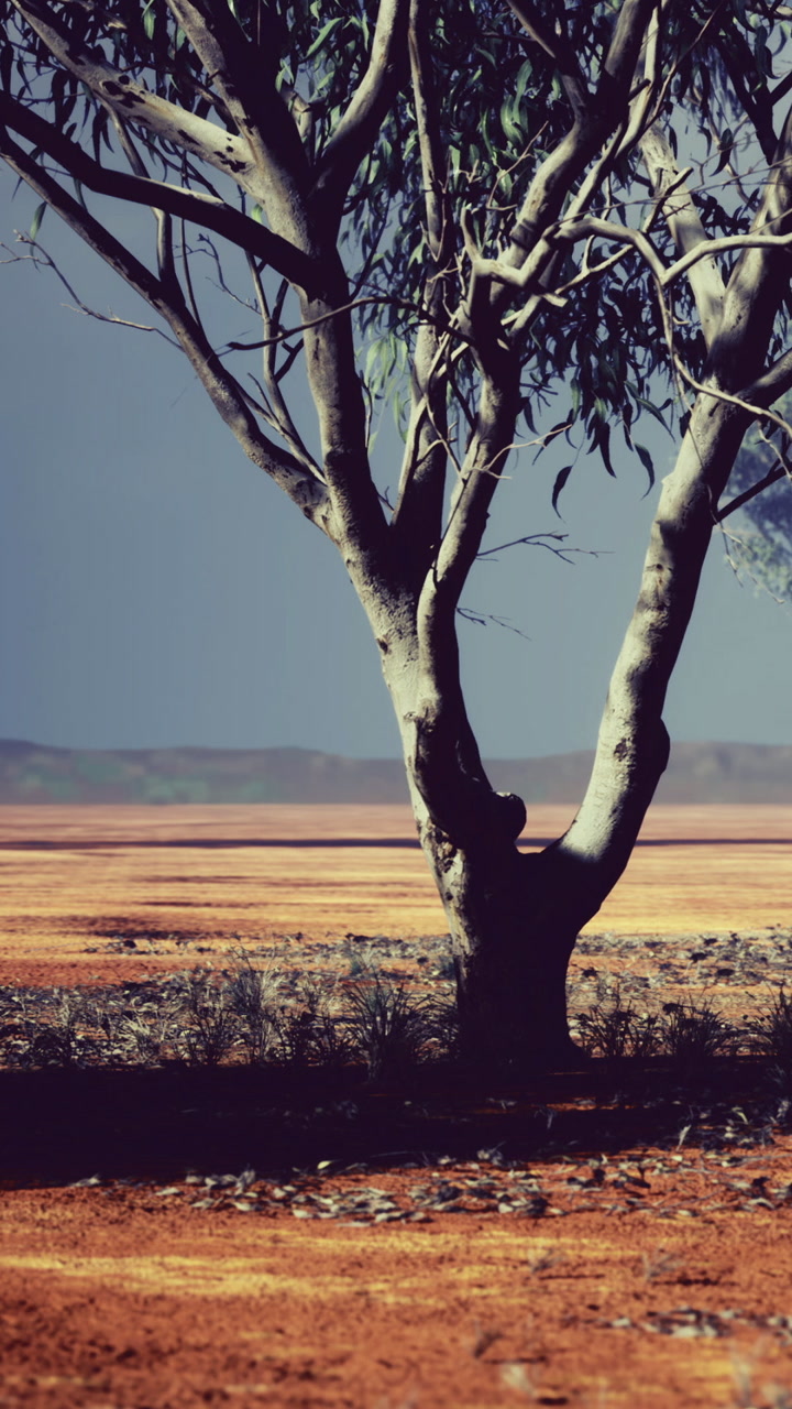 Dry landscape with a lone tree in an open area under a clear sky