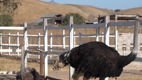 large adult male ostrich walking around at an ostrich farm