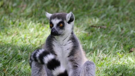 lemur engages with surroundings, showing various expressions