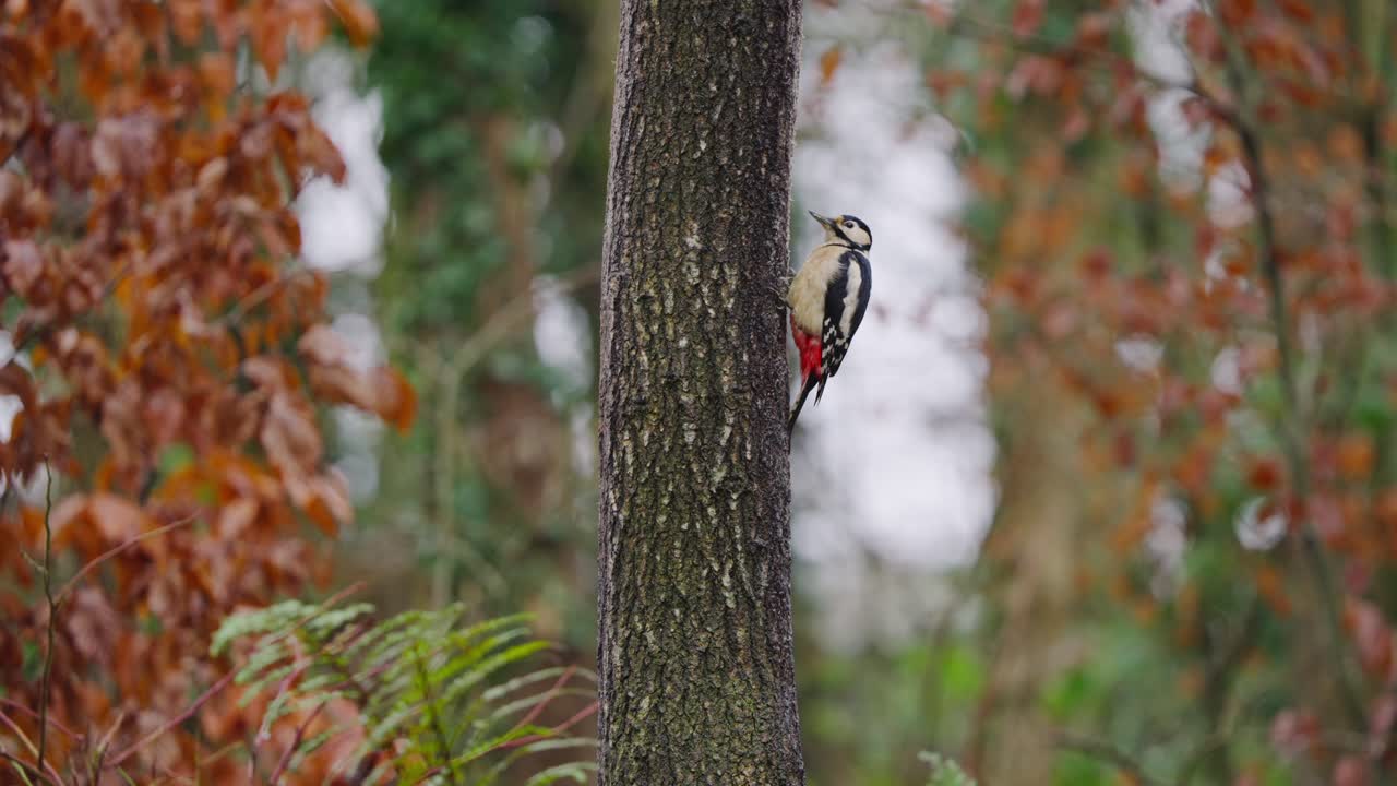 Woodpecker perched in vertical frame on red-toned trunk, soft autumn forest background