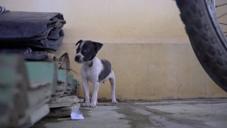 two black newborn puppies paying in the corner