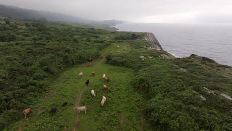 vacas pastando en el pasto costero