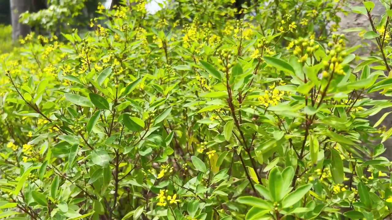 Small Yellow Flowers Blooming on Green Bush in Sunlight