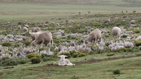 Rebaño-De-Ovejas-Gordas-Y-Lanudas-Pastan-Hierba-Verde-En-Una-Sabana-Abierta-Expansiva