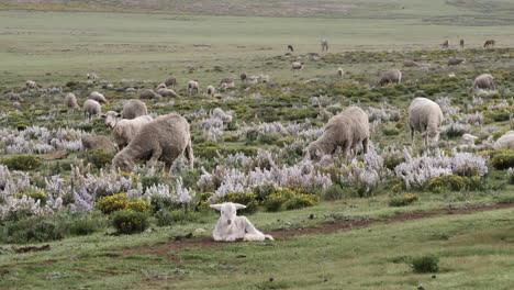 rebaño de ovejas gordas y lanudas pastan hierba verde en una sabana abierta expansiva