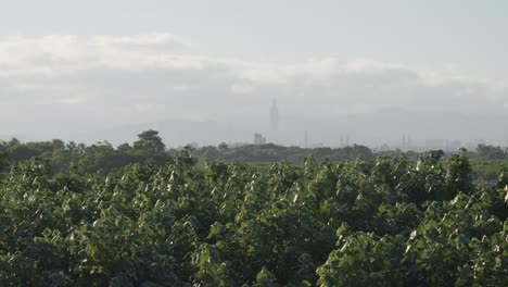 Parque-Guandu-Con-El-Horizonte-Distante-De-Taipei-101