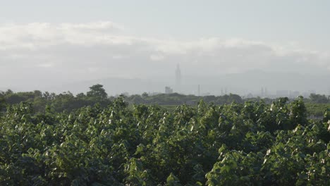 guandu park with distant taipei 101 skyline