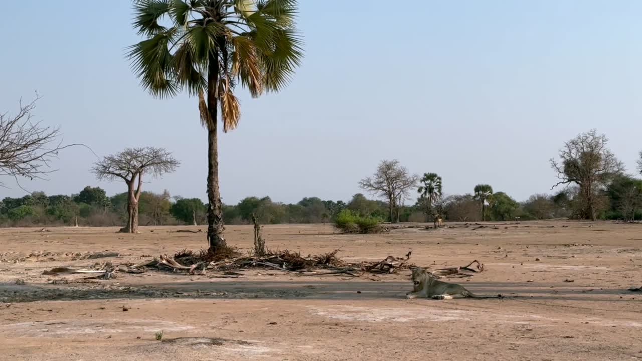 Singa Selatan (Panthera leo melanochaita) beristirahat di tempat teduh selama musim kemarau di Taman Nasional Liwonde, Malawi