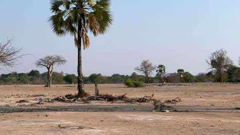 el león del sur (panthera leo melanochaita) descansando en la sombra durante la estación seca en el parque nacional de liwonde, malawi.