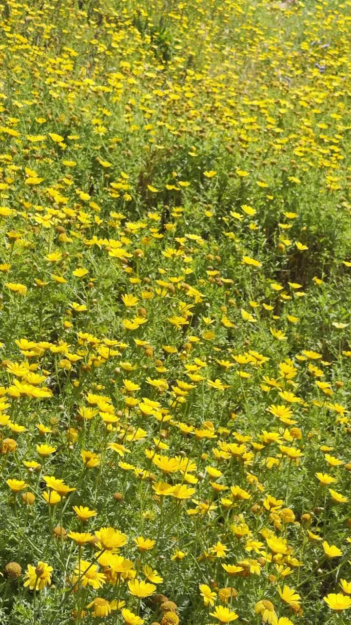 Cladanthus arabicus o margherita di Palm Springs, campo di fiori gialli che crescono all'aperto in primavera. Bellissimo letto o mare di fiori. Contenuto in stile POV UGC durante una vacanza o un'escursione nella natura o in un parco.