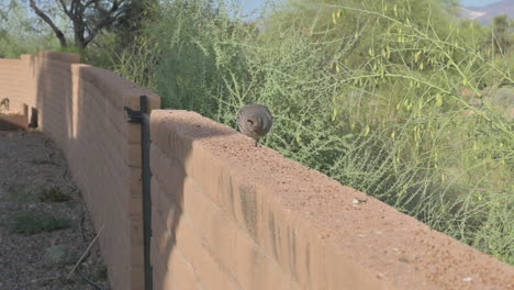 Female-quail-on-a-wall,-eating-bird-food