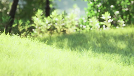 green lawn with large courtyard at the morning sun