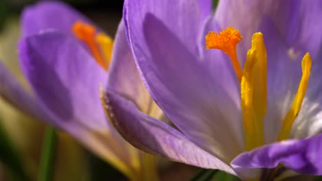 macro view of crocus flower and its reproductive structures: stigma and three anthers