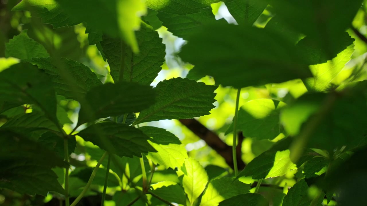 Sunlight illuminating vibrant green forest leaves with soft natural background, upward angle backlit