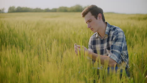 farmer inspecting wheat field