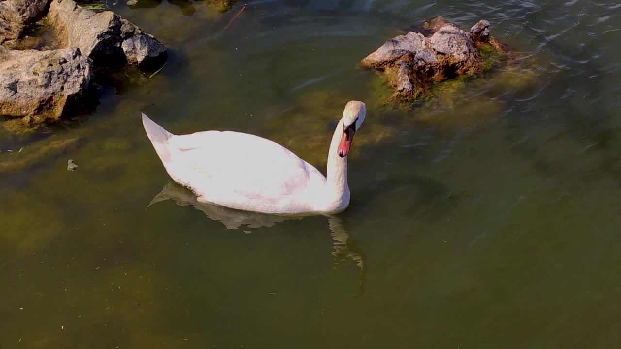 Mute swan in her natural habitat, on a lake.