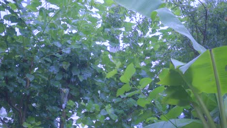 rain is falling in green trees