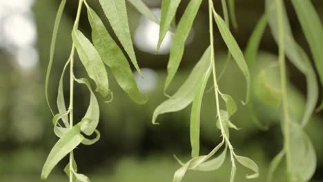 Weeping-Willow-leaves-close-up-blowing-in-breeze