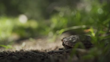 una persona que pasa junto a una tortuga escondida en la hierba del bosque
