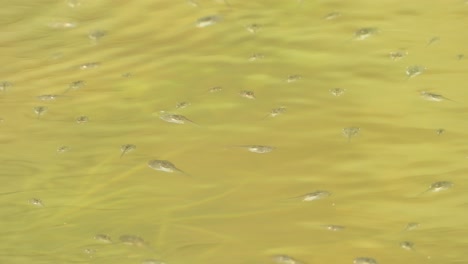 baby frogs in pond - swimming