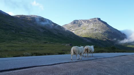 ovejas caminando a través de la carretera en el parque nacional de reinheimen, noruega - pan derecha