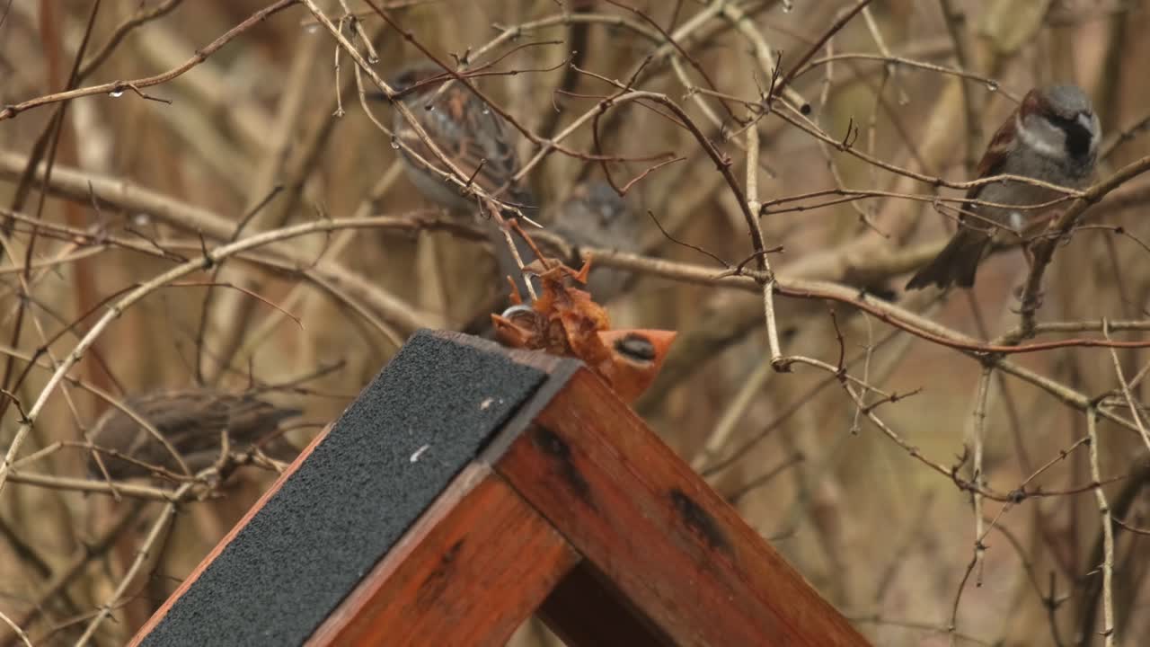 겨울 시즌 4k 동안 곡물과 씨앗을 먹는 새 모이통 주변의 나뭇가지에 있는 많은 집 참새 새