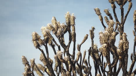 Closeup-Joshua-Tree-foreground-shot-plant-vegetation-in-nature-desert-Mojave-Preserve-San-Bernardino-National-Park-California-USA