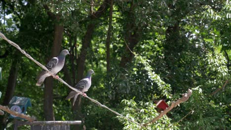 two pigeons on a wire in a park