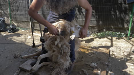 Farmer's-hands-cutting-sheep's-wool-with-an-electric-machine