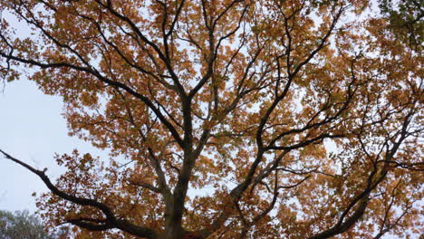 Schuss,-Der-Aufblickt-Und-Um-Einen-Schönen-Goldenen-Und-Orangefarbenen-Herbst-Herumschwenkt---Fallbaum,-In-Zeitlupe