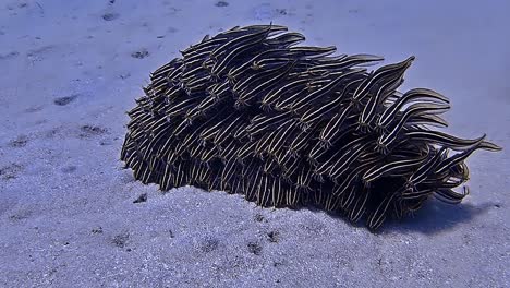 underwater shot of a school of fish on the seabed.