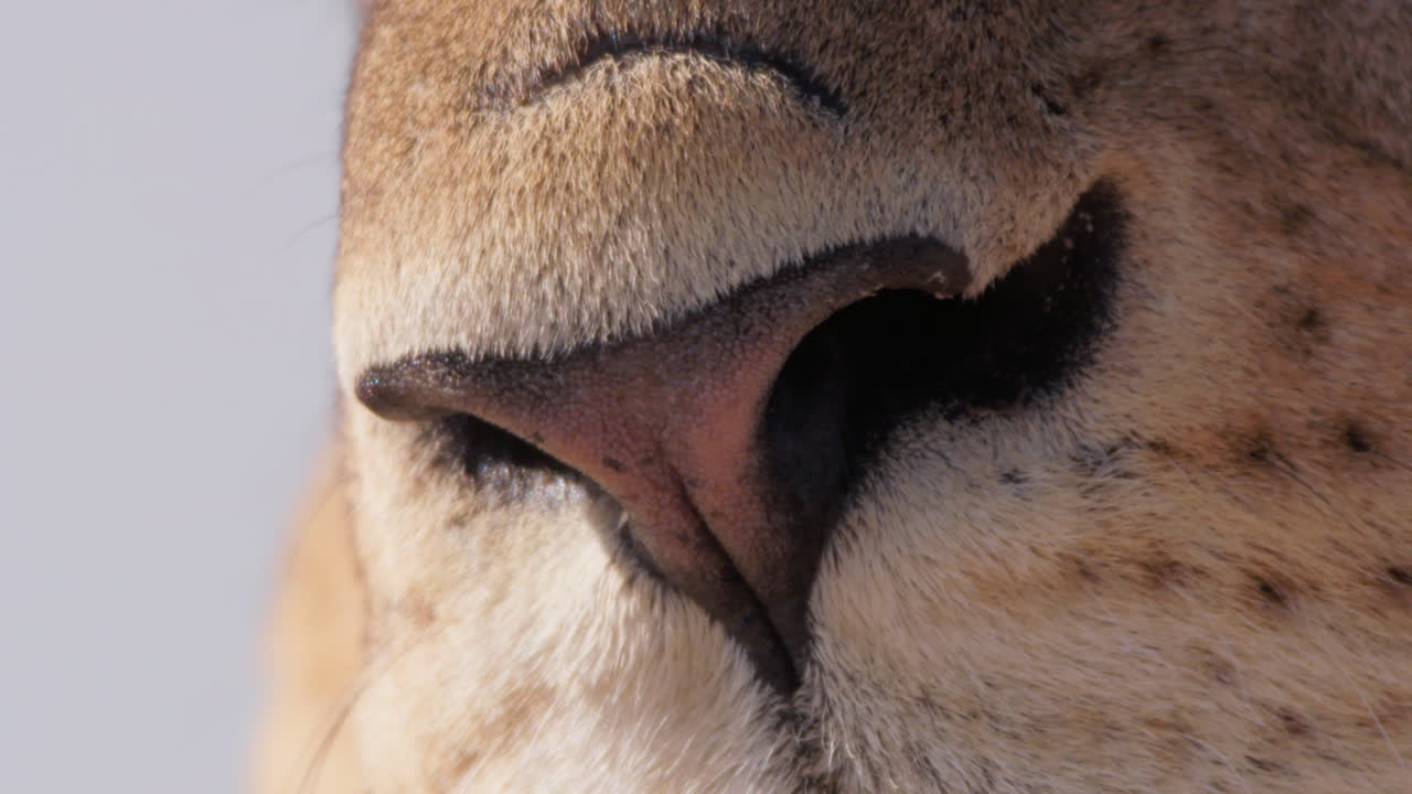 Close up tilt shot of lion's nose and eyes during the morning in Kenya