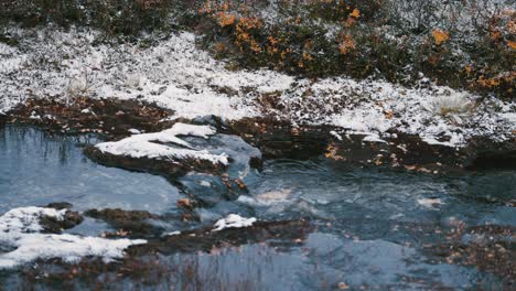 la primera nieve cae sobre los arbustos bajos y la hierba marchita en las orillas del pequeño arroyo poco profundo