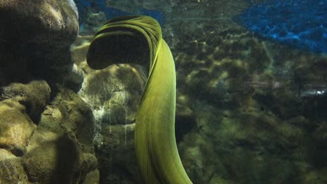 green moray eel swimming in rocky shallow waters