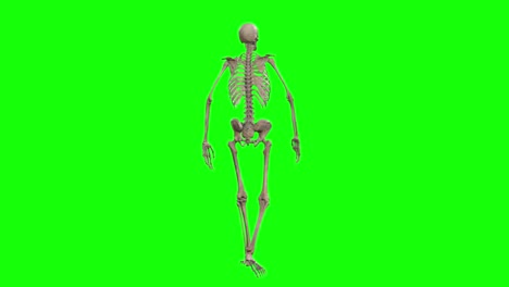 a skeleton 3d character walking and rotating 360 on green screen seamless loop 3d animation