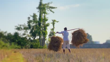 farmer's boy dressed in white clothes carrying two bales of straw attached to a stick over his shoulder walking on dry paddy after harvesting in bangladesh