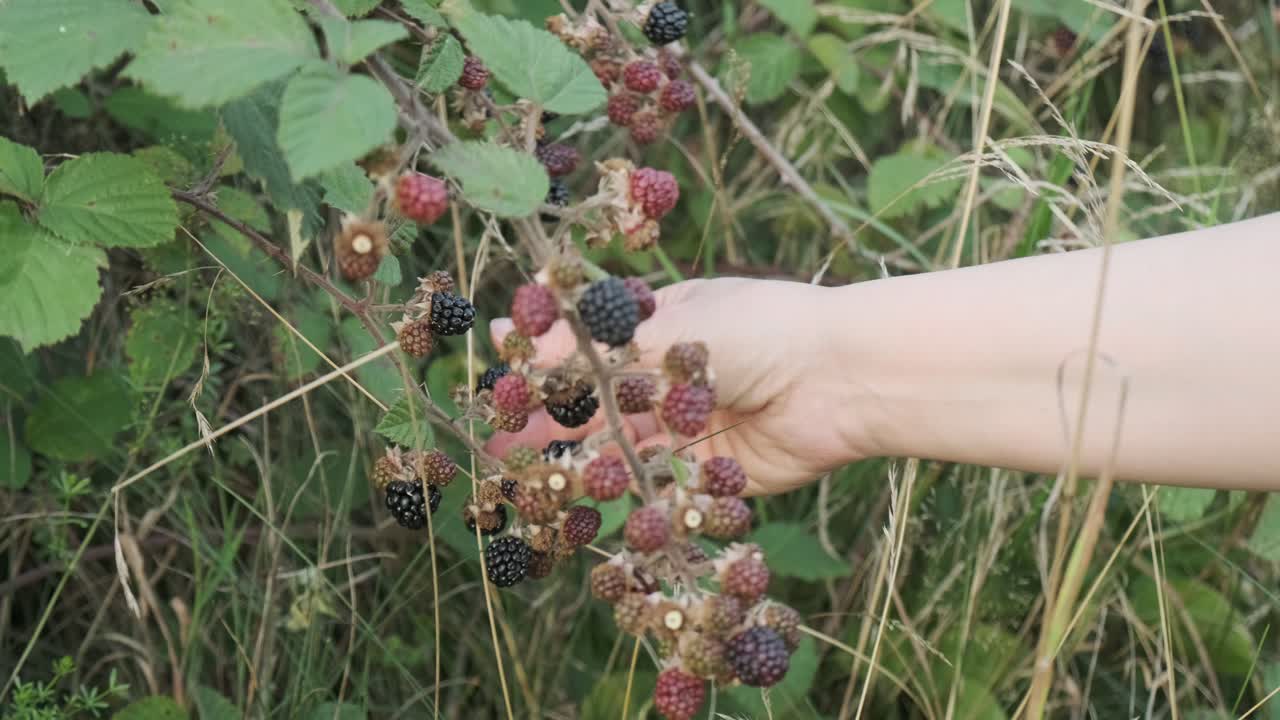 Woman hand picking wild blackberries in a berry bush in slow motion 4K