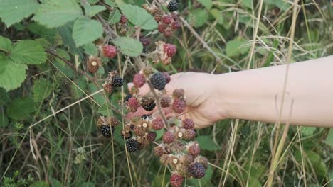 Woman hand picking wild blackberries in a berry bush in slow motion 4K